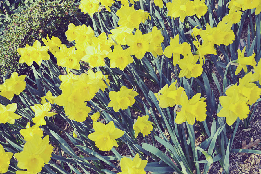 daffodils