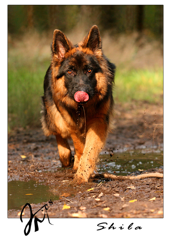 mucky pup