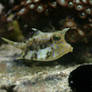 Two horned cowfish