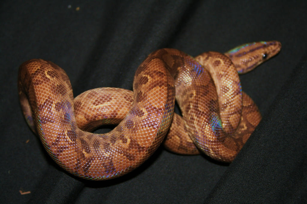 Colombian Rainbow Boa 10