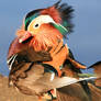 Mandarin Duck 01