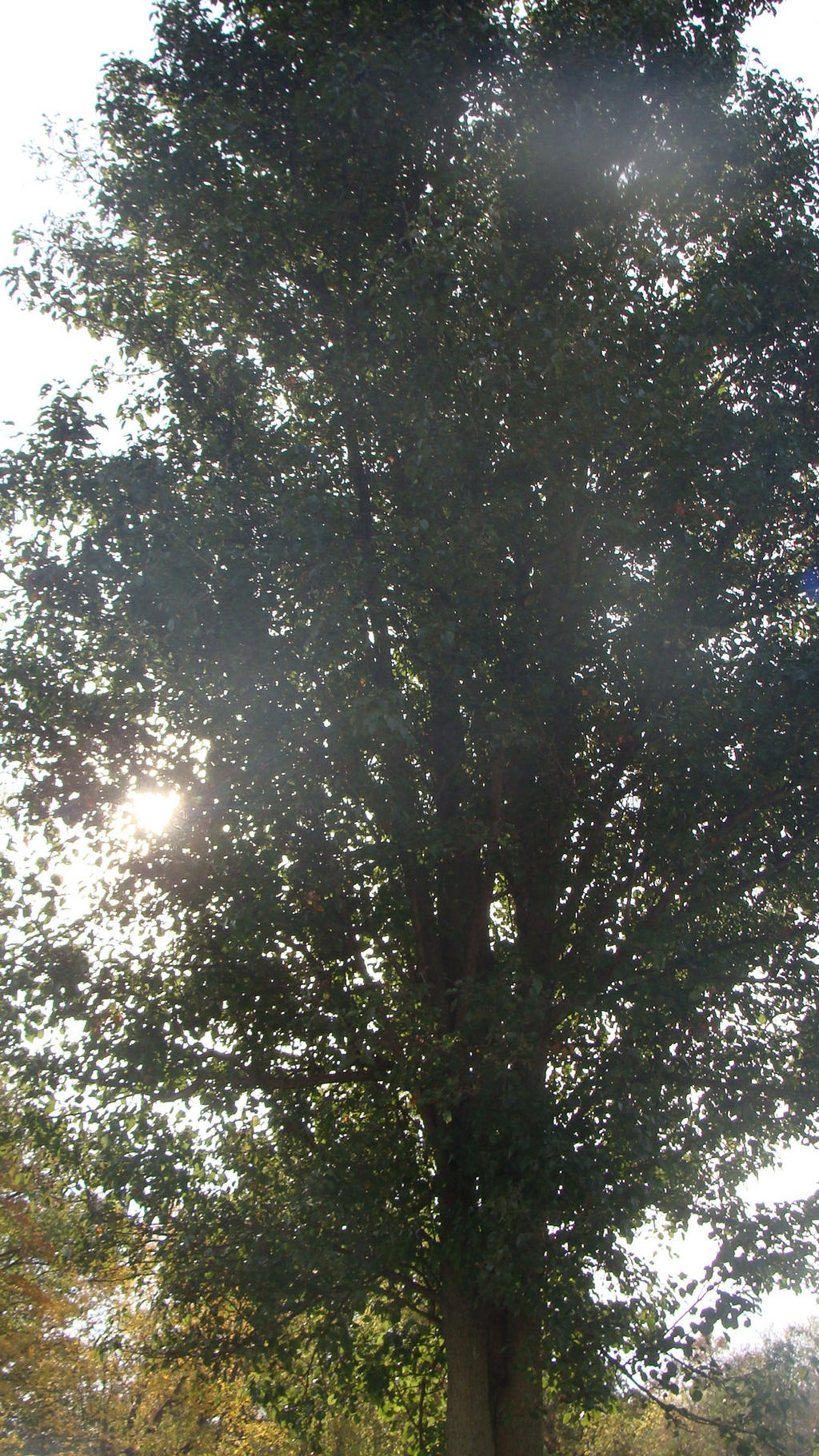 shiny tree by MoodyEarth on DeviantArt