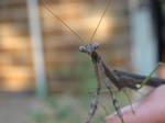 praymantis by MoodyEarth