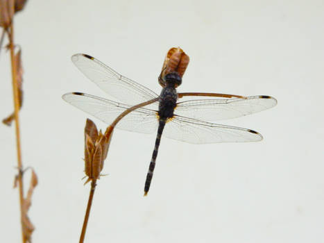 a dragonfly