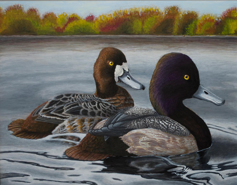 Scaups in Fall