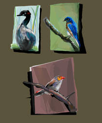 Vector paintings... birds