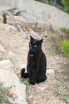 black cat stock by AnsheraZ-Stock