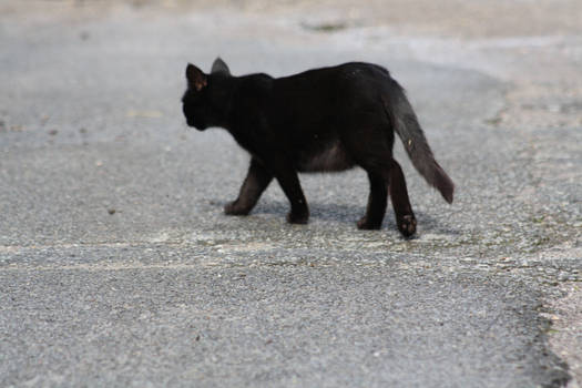 black cat walking