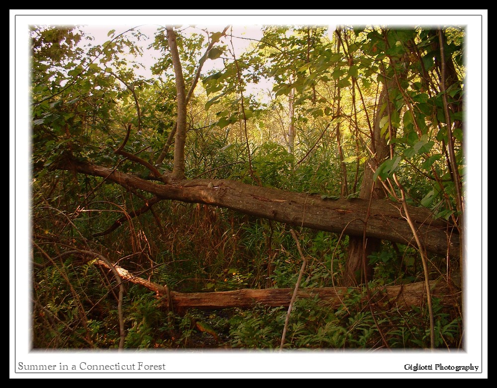 Summer in a Connecticut Forest