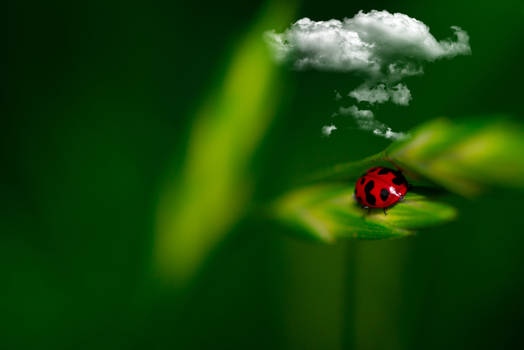 Cloudy with a chance of ladybugs