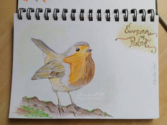 European Robin