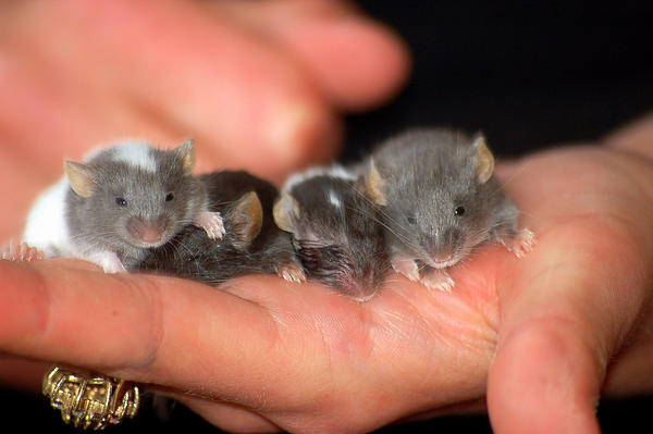 Baby mice 5
