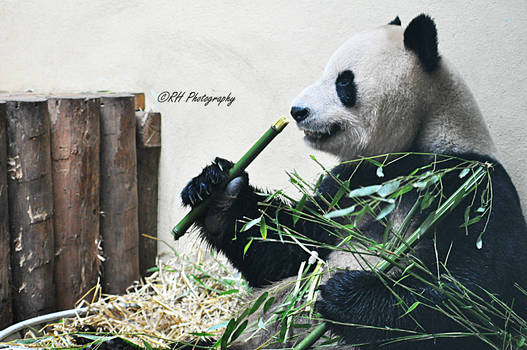 Giant Panda, Yang Guang