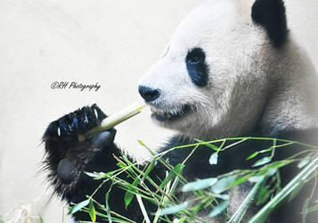 Giant Panda, Yang Guang