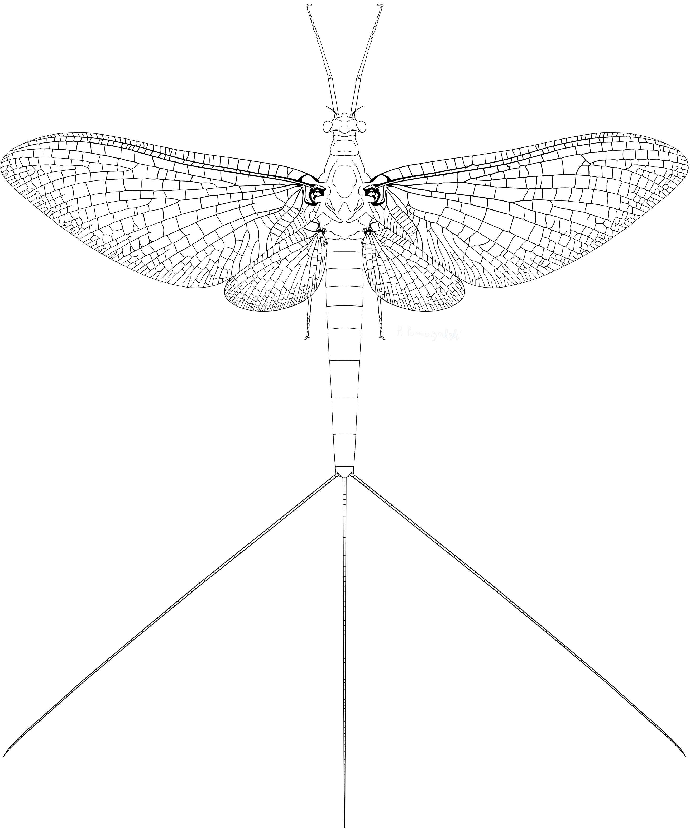 Flying mayfly wings by Preradkor on DeviantArt