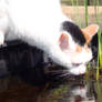 Drinking from the pond II