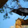 Baby crow