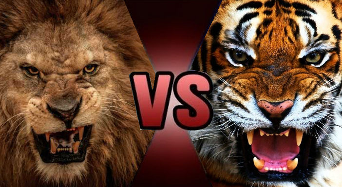 Death Battle Claim: African Lion vs Bengal Tiger by Kiryu2012