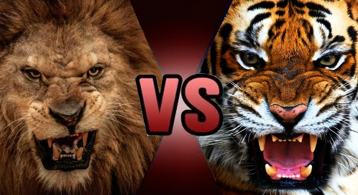 🐅 Bengal Tiger vs 🦁 African Lion: See Who Wins