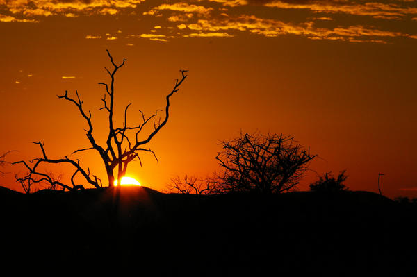 Savannah Sunset