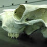 Skull 014