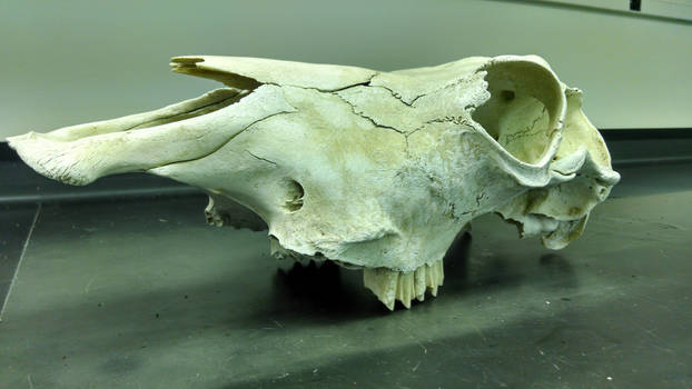 Skull 015