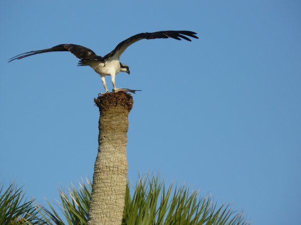 Osprey With Fish Dinner