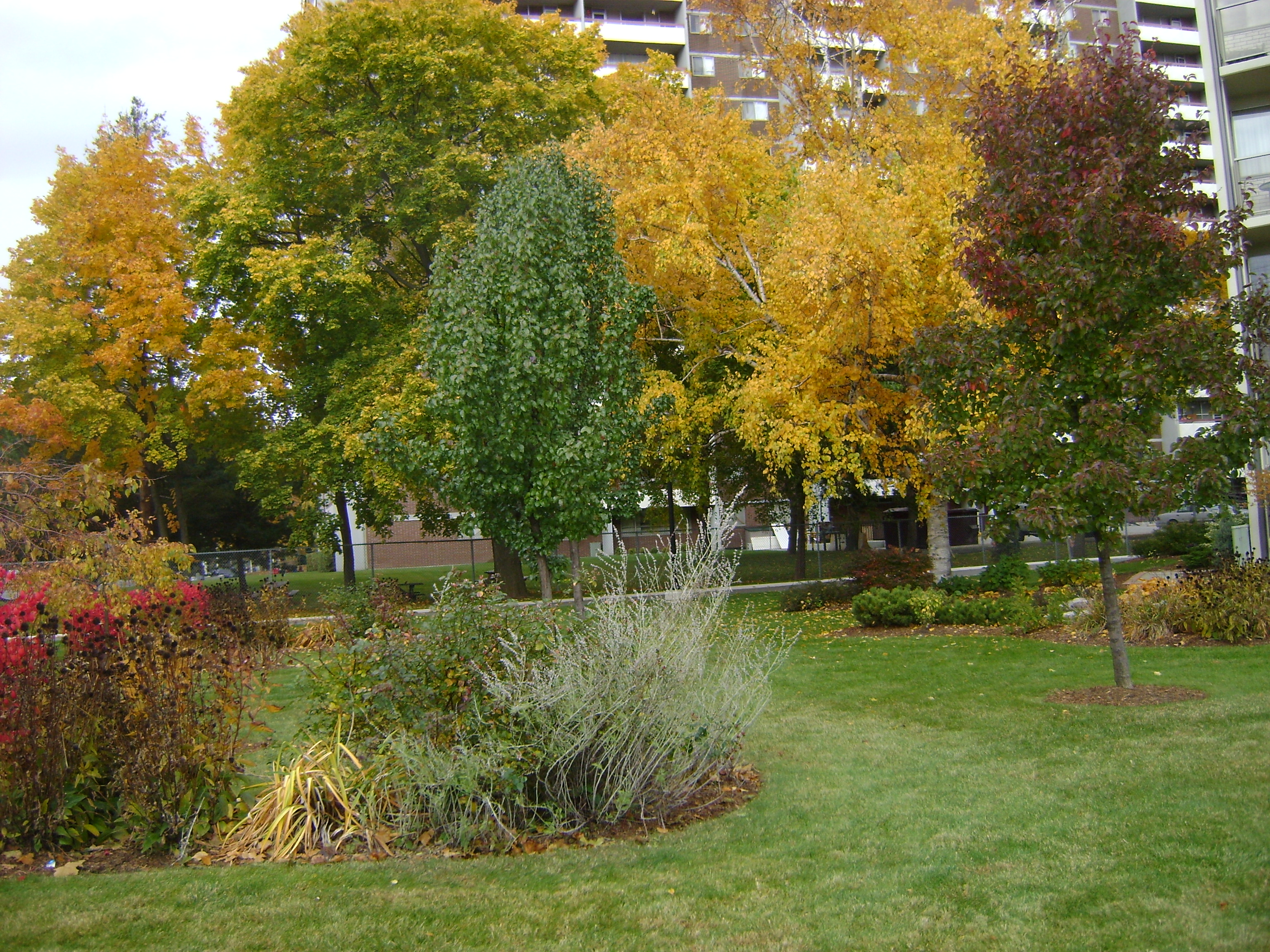 Canadian Fall Colours 5