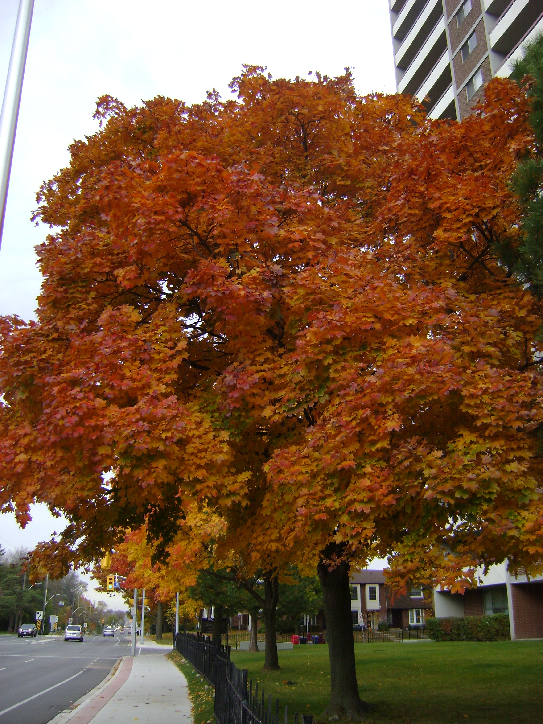 Canadian Fall Colours 37