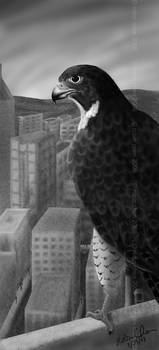 falcon in Ambiguicity, USA