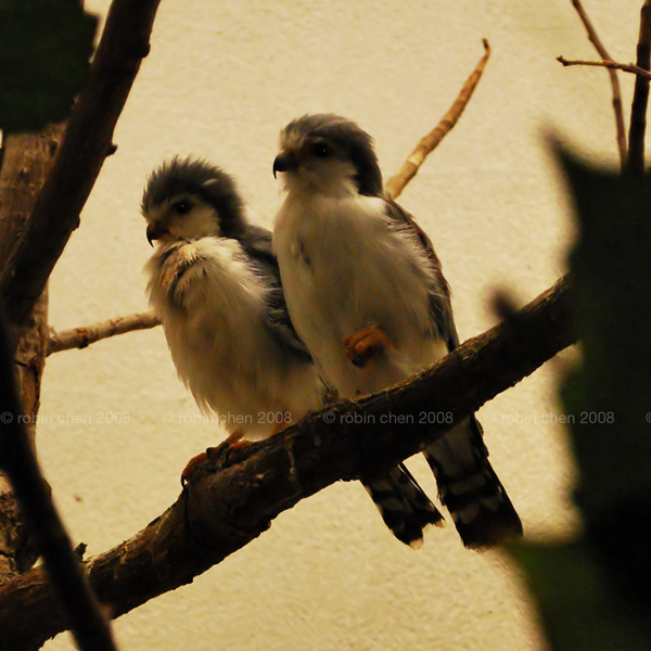 Pygmy Falcons I
