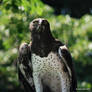 Martial Eagle Stare