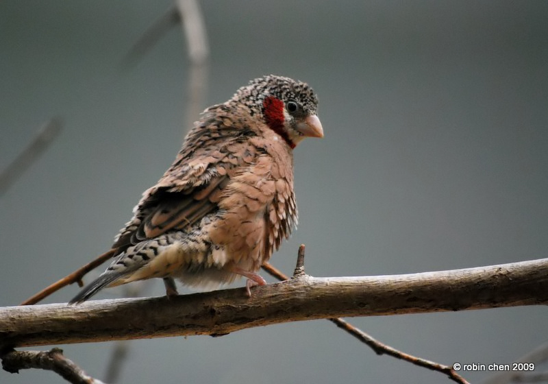 Cutthroat finch, male