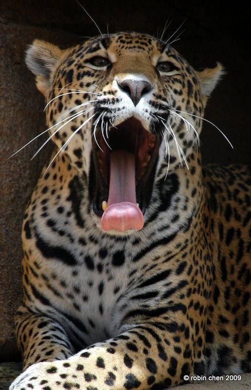 Sleepy Jaguar