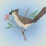 Tufted Titmouse