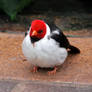 Redheaded Fluffball