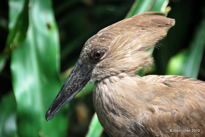 Hamerkop II