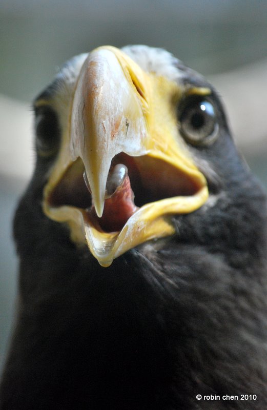 Eagle Tongue