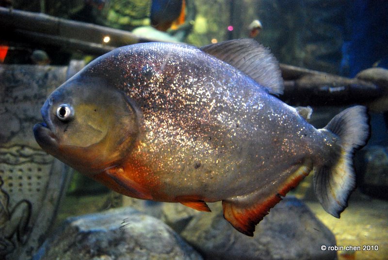 Piranha