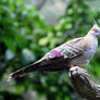 Crested Pigeon