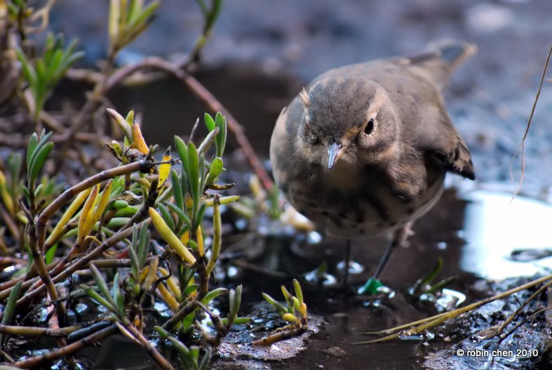 Tiptoe Goes The Pipit