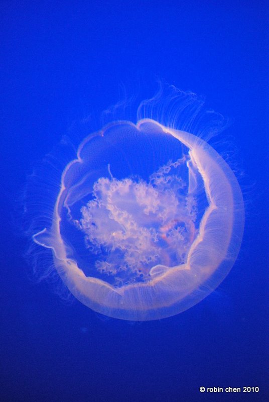 White on Blue Blossom II