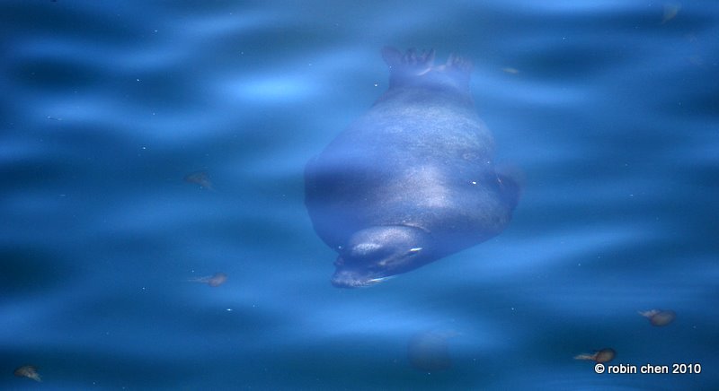 Surreal Seal