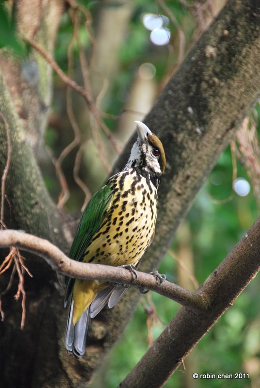 Curiosity Killed the Catbird