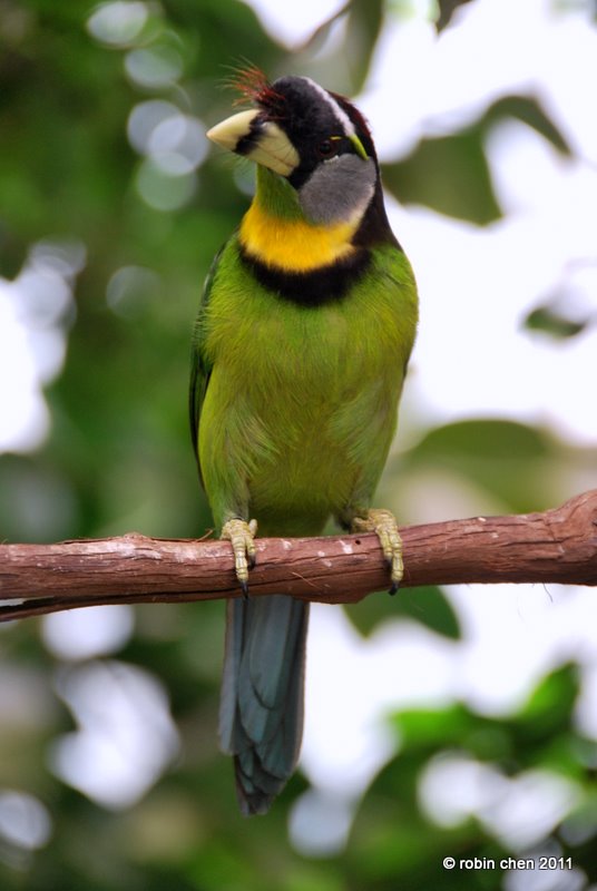 Fire-Tufted Barbet