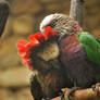 Hawk-Headed Parrot Love