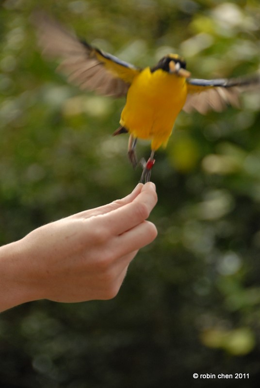 Eating on the Fly