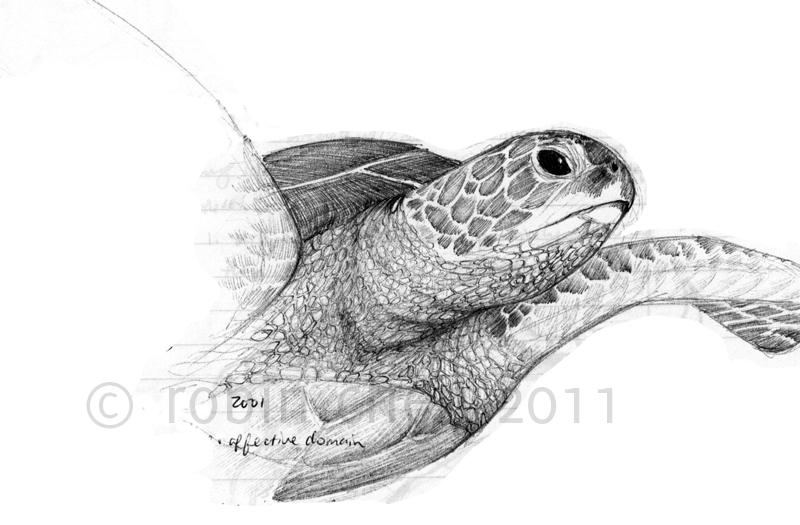 f11 - Sea Turtle