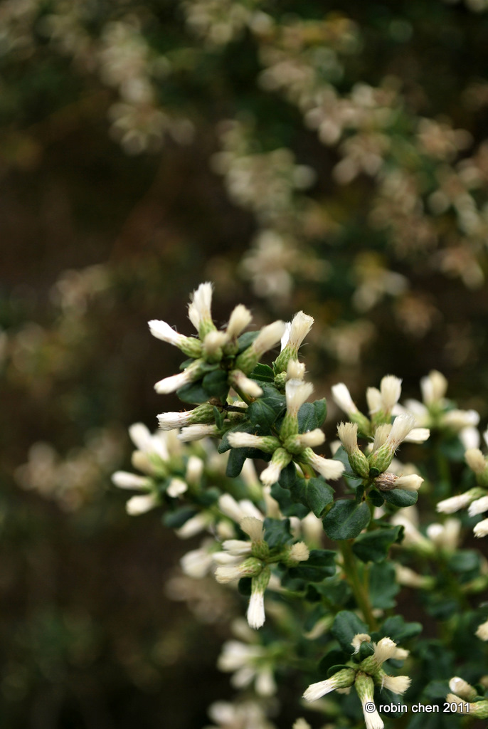 White and Green