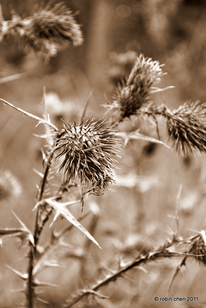 Prickly Thistle